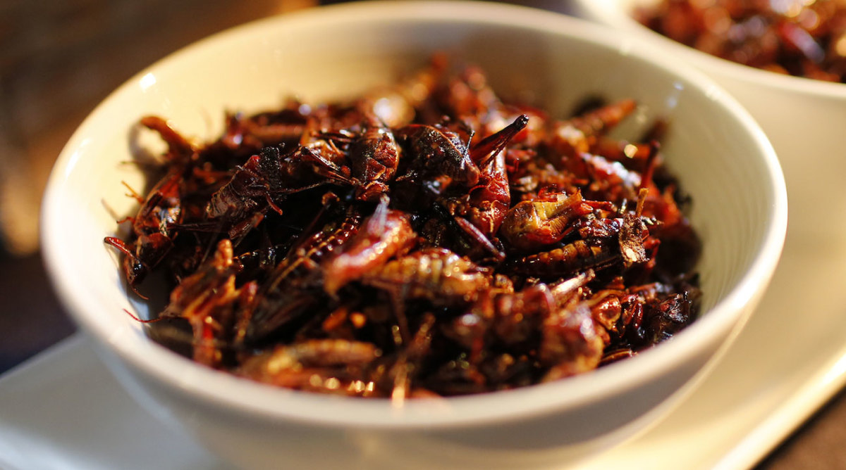 grasshoppers-inline.jpg